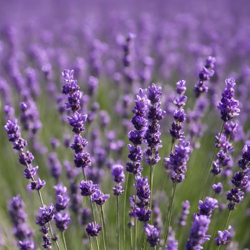 Lavender