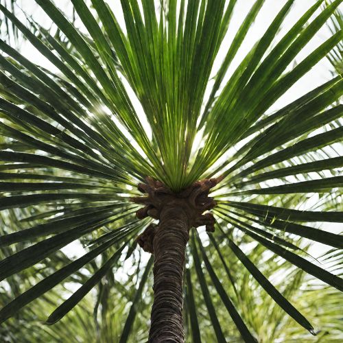 Saw Palmetto