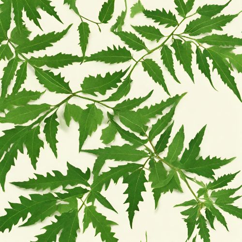 Neem Leaf