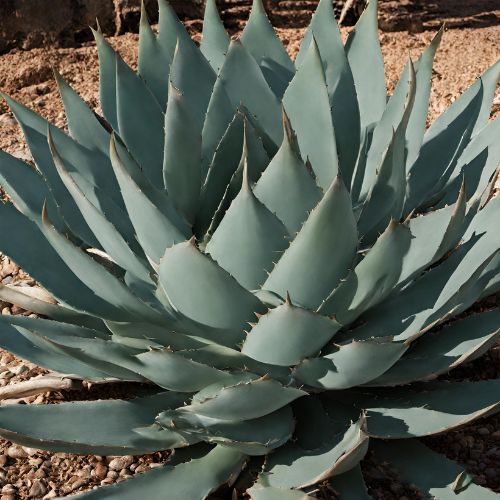 Gosulin Agave