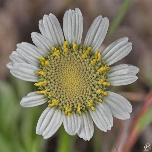 False Daisy